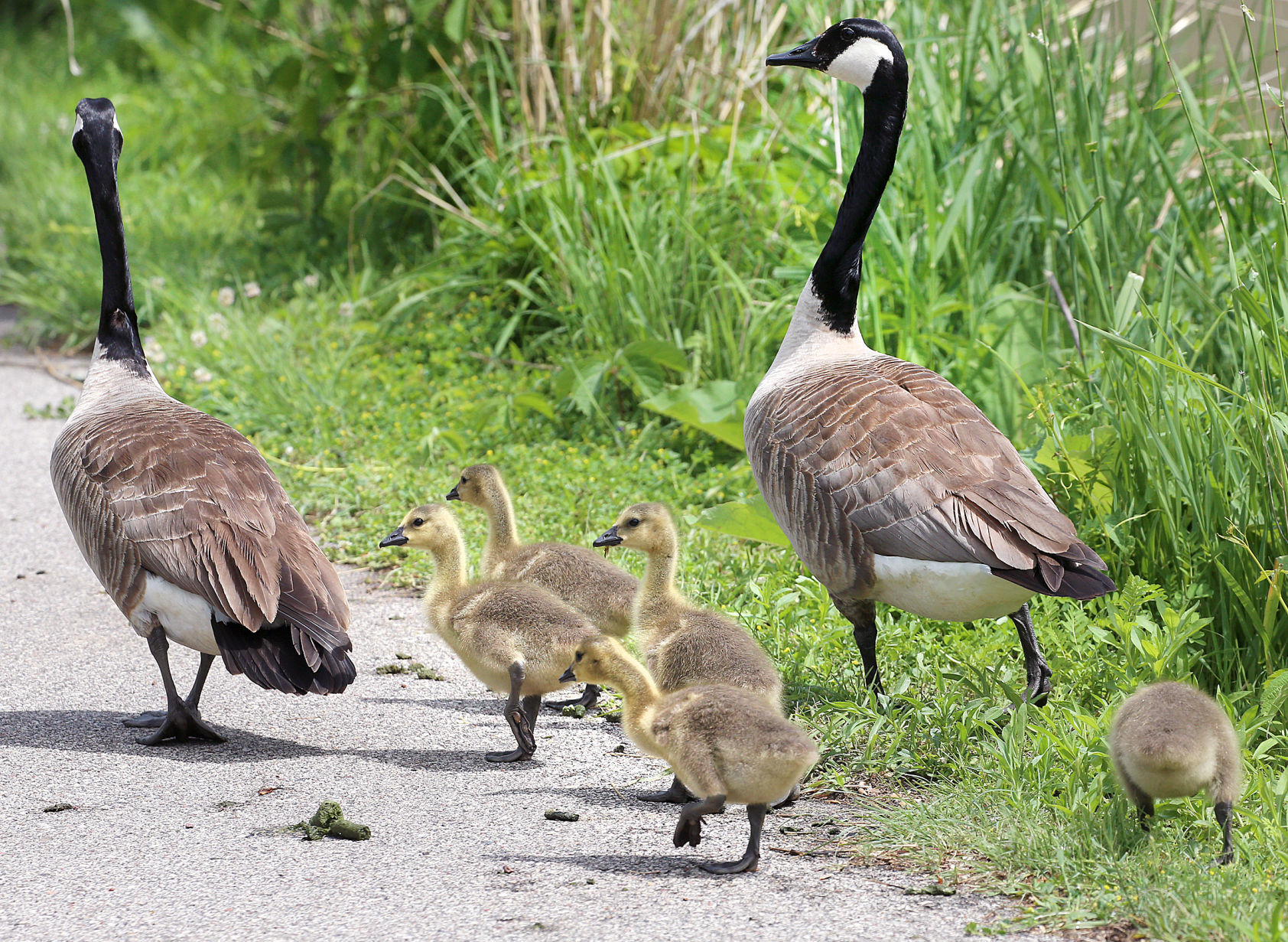New feathered family